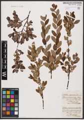 Foto von Salix aurita L. x Salix myrtilloides L.